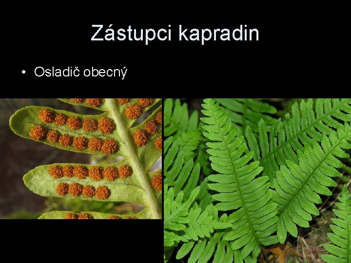 Zástupci kapradin • Osladič obecný 