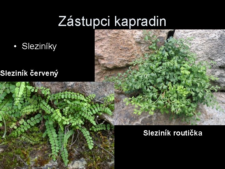 Zástupci kapradin • Sleziníky Sleziník červený Sleziník routička 