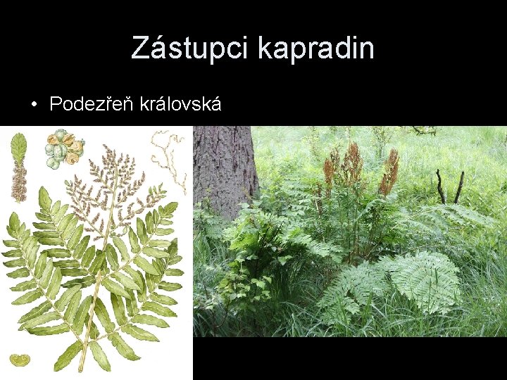 Zástupci kapradin • Podezřeň královská 
