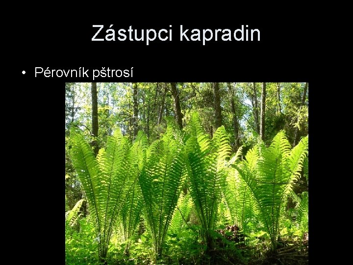 Zástupci kapradin • Pérovník pštrosí 