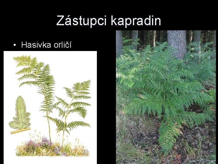 Zástupci kapradin • Hasivka orličí 