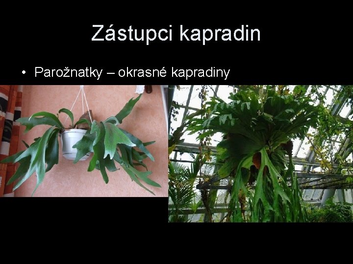 Zástupci kapradin • Parožnatky – okrasné kapradiny 