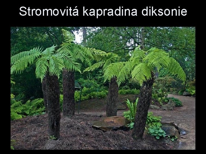 Stromovitá kapradina diksonie 