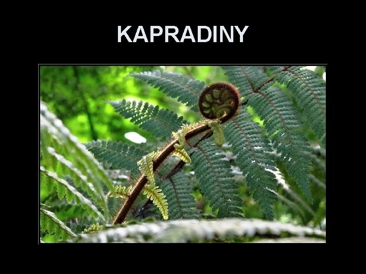 KAPRADINY 