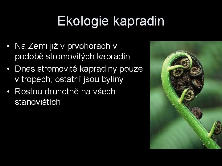 Ekologie kapradin • Na Zemi již v prvohorách v podobě stromovitých kapradin • Dnes