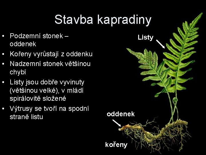 Stavba kapradiny • Podzemní stonek – oddenek • Kořeny vyrůstají z oddenku • Nadzemní