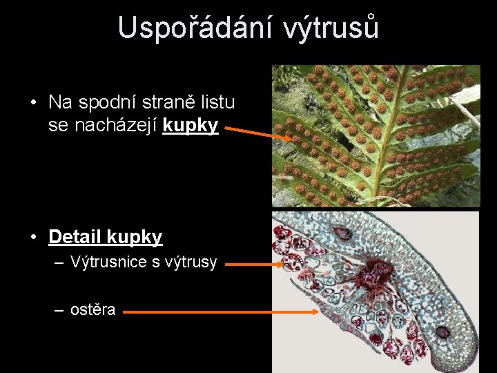 Uspořádání výtrusů • Na spodní straně listu se nacházejí kupky • Detail kupky –