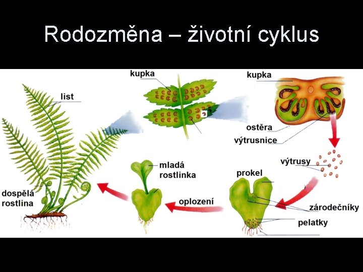 Rodozměna – životní cyklus 