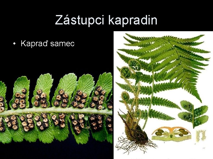 Zástupci kapradin • Kapraď samec 