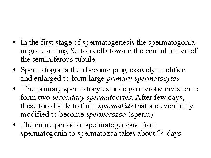  • In the first stage of spermatogenesis the spermatogonia migrate among Sertoli cells