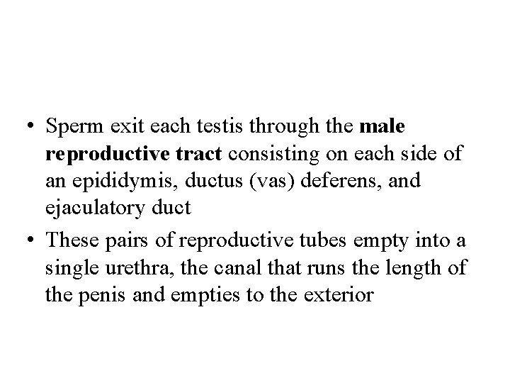  • Sperm exit each testis through the male reproductive tract consisting on each
