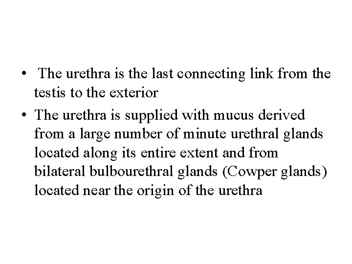  • The urethra is the last connecting link from the testis to the