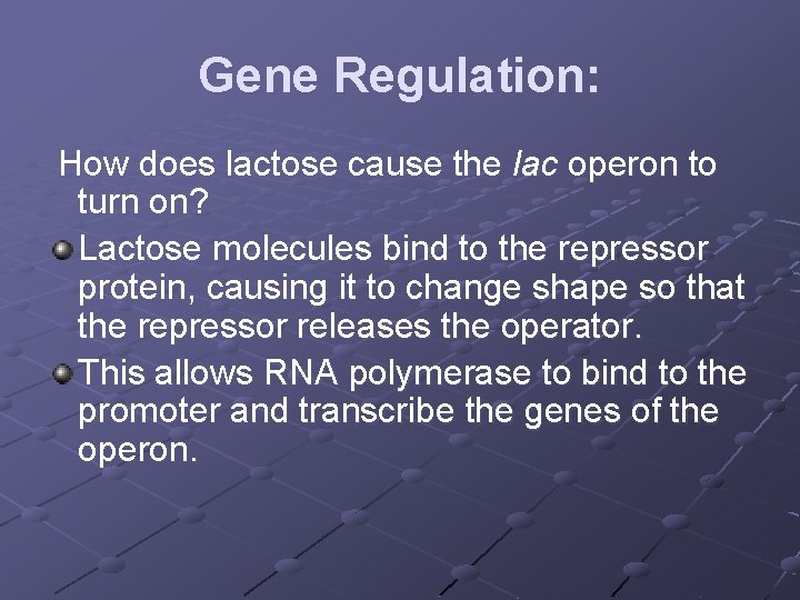 Gene Regulation: How does lactose cause the lac operon to turn on? Lactose molecules