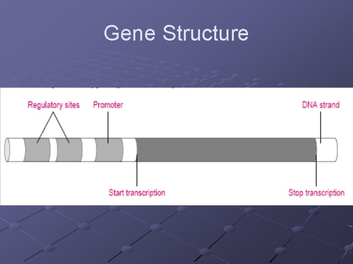 Gene Structure 