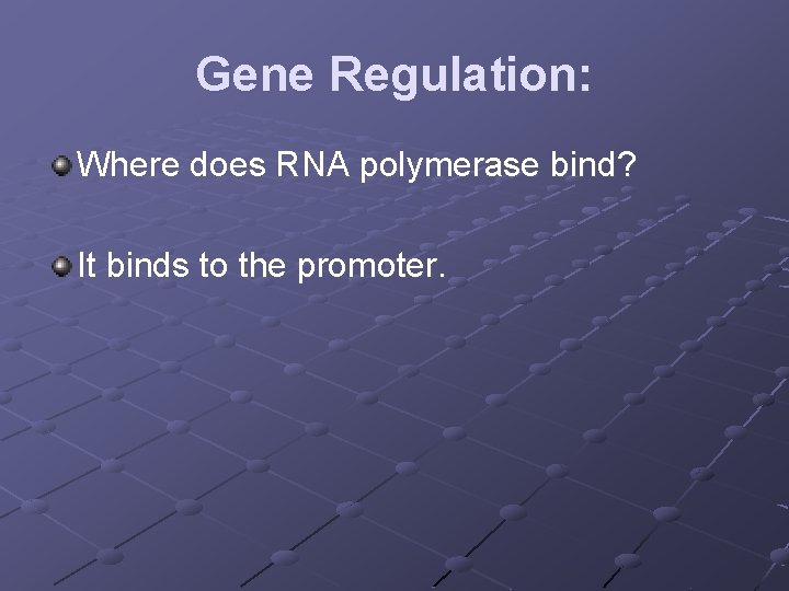 Gene Regulation: Where does RNA polymerase bind? It binds to the promoter. 