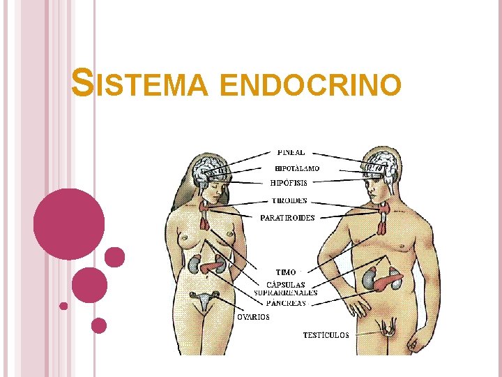 SISTEMA ENDOCRINO SISTEMA ENDOCRINO