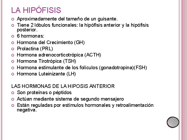LA HIPÓFISIS Aproximadamente del tamaño de un guisante. Tiene 2 lóbulos funcionales: la hipófisis LA HIPÓFISIS Aproximadamente del tamaño de un guisante. Tiene 2 lóbulos funcionales: la hipófisis