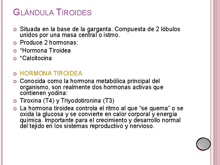 GLÁNDULA TIROIDES Situada en la base de la garganta. Compuesta de 2 lóbulos unidos GLÁNDULA TIROIDES Situada en la base de la garganta. Compuesta de 2 lóbulos unidos