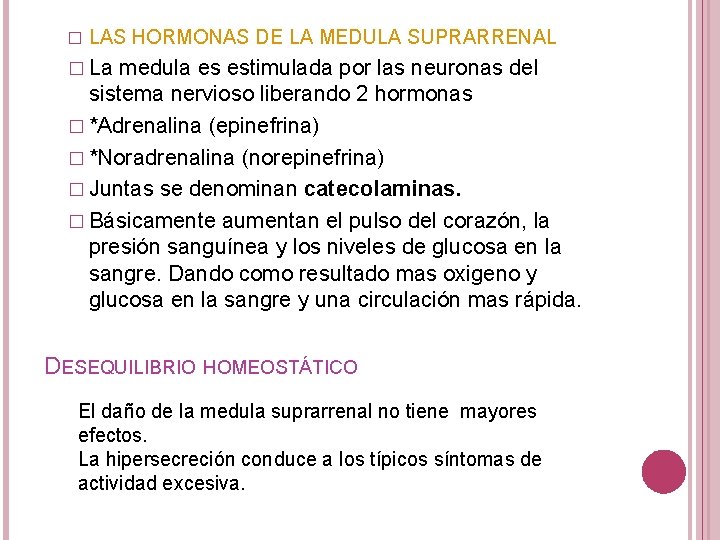 � LAS HORMONAS DE LA MEDULA SUPRARRENAL � La medula es estimulada por las � LAS HORMONAS DE LA MEDULA SUPRARRENAL � La medula es estimulada por las