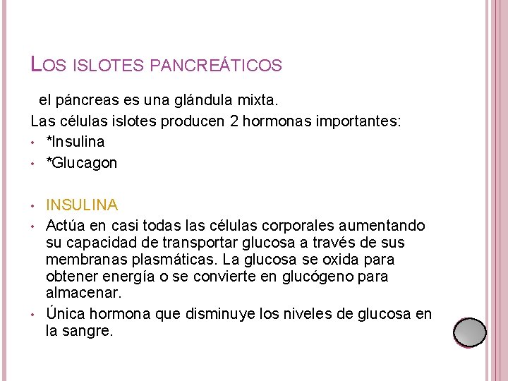 LOS ISLOTES PANCREÁTICOS el páncreas es una glándula mixta. Las células islotes producen 2 LOS ISLOTES PANCREÁTICOS el páncreas es una glándula mixta. Las células islotes producen 2