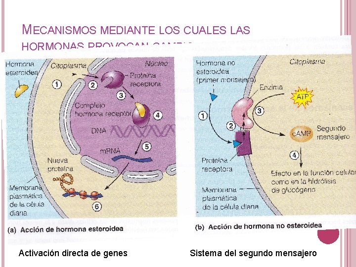 MECANISMOS MEDIANTE LOS CUALES LAS HORMONAS PROVOCAN CAMBIOS EN LAS CÉLULAS Activación directa de MECANISMOS MEDIANTE LOS CUALES LAS HORMONAS PROVOCAN CAMBIOS EN LAS CÉLULAS Activación directa de
