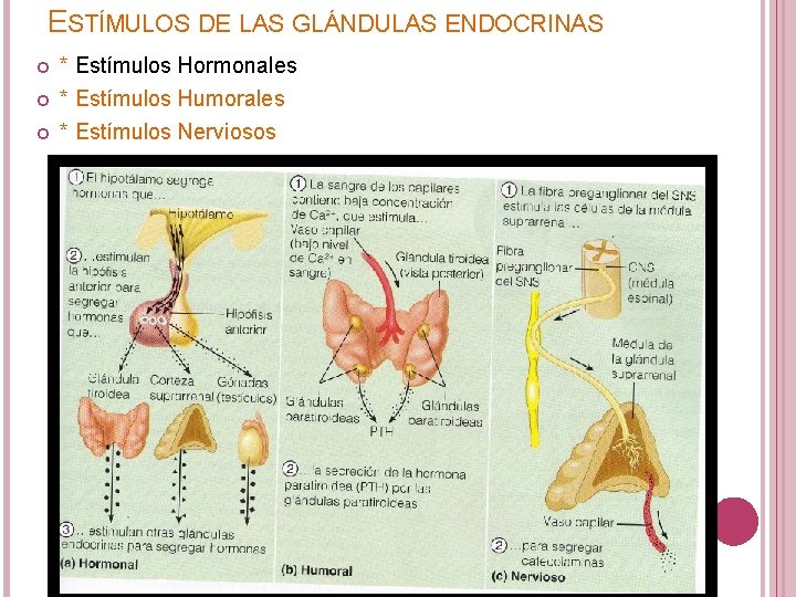 ESTÍMULOS DE LAS GLÁNDULAS ENDOCRINAS * Estímulos Hormonales * Estímulos Humorales * Estímulos Nerviosos ESTÍMULOS DE LAS GLÁNDULAS ENDOCRINAS * Estímulos Hormonales * Estímulos Humorales * Estímulos Nerviosos