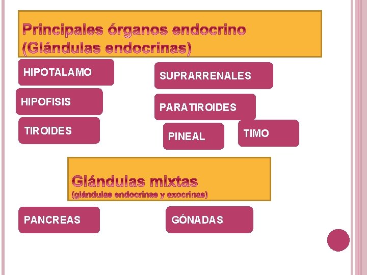 HIPOTALAMO HIPOFISIS TIROIDES PANCREAS SUPRARRENALES PARATIROIDES PINEAL GÓNADAS TIMO HIPOTALAMO HIPOFISIS TIROIDES PANCREAS SUPRARRENALES PARATIROIDES PINEAL GÓNADAS TIMO