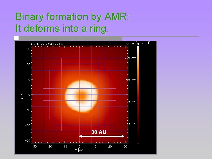 Binary formation by AMR: It deforms into a ring. 30 AU 