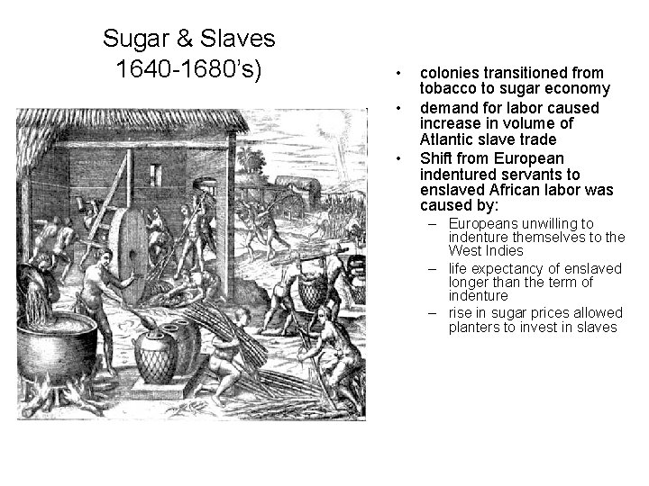 Sugar & Slaves 1640 -1680’s) • • • colonies transitioned from tobacco to sugar