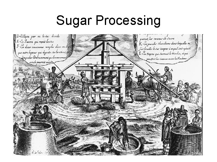 Sugar Processing 