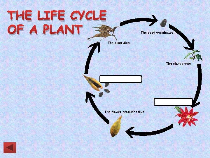 THE LIFE CYCLE OF A PLANT 