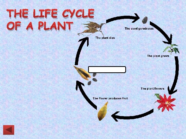 THE LIFE CYCLE OF A PLANT 