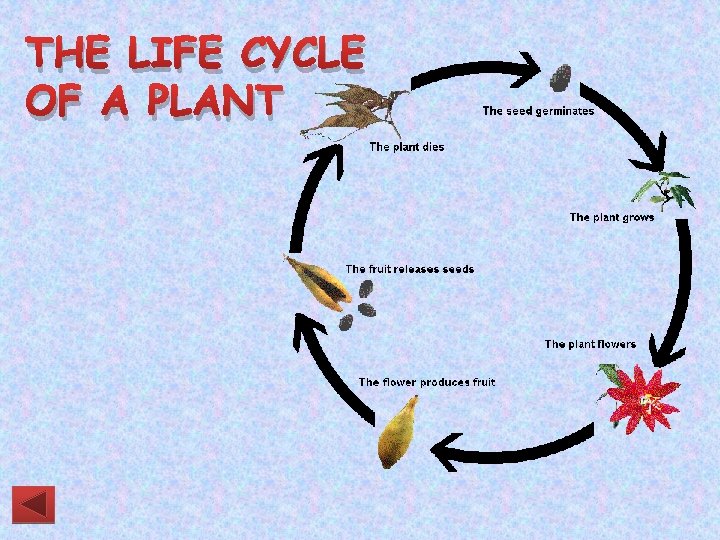 THE LIFE CYCLE OF A PLANT 