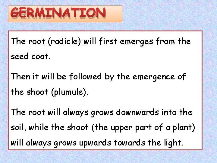 GERMINATION The root (radicle) will first emerges from the seed coat. Then it will