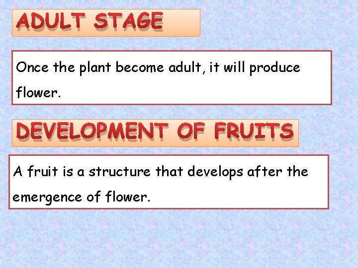 ADULT STAGE Once the plant become adult, it will produce flower. DEVELOPMENT OF FRUITS