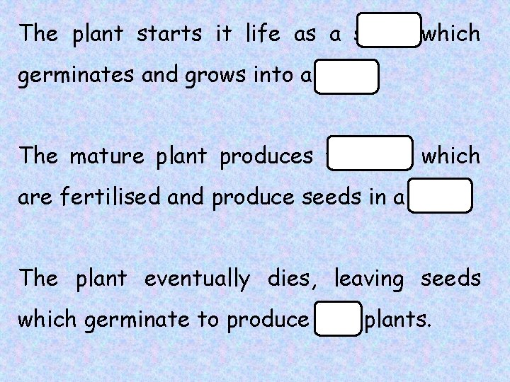 The plant starts it life as a seed, which germinates and grows into a