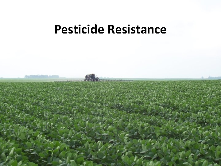 Pesticide Resistance 