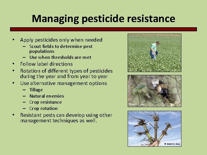 Managing pesticide resistance • Apply pesticides only when needed – Scout fields to determine