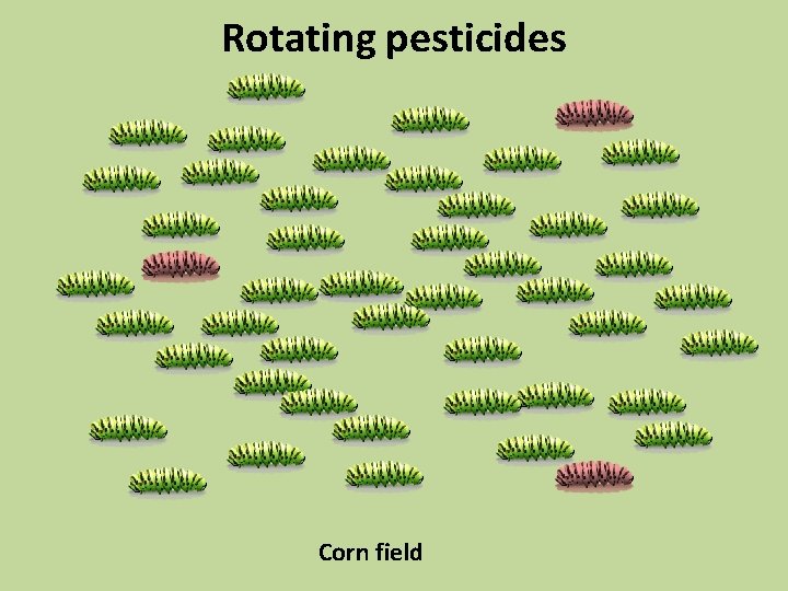 Rotating pesticides Corn field 