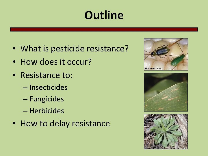 Outline • What is pesticide resistance? • How does it occur? • Resistance to: