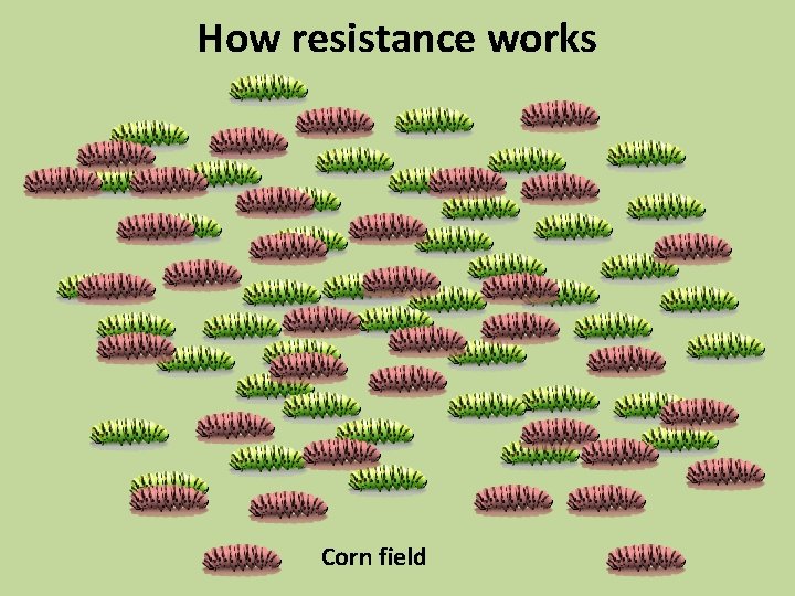 How resistance works Corn field 
