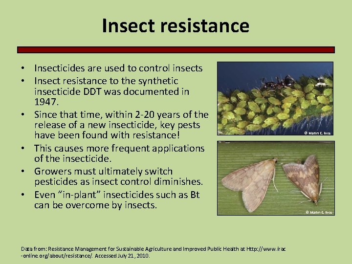 Insect resistance • Insecticides are used to control insects • Insect resistance to the