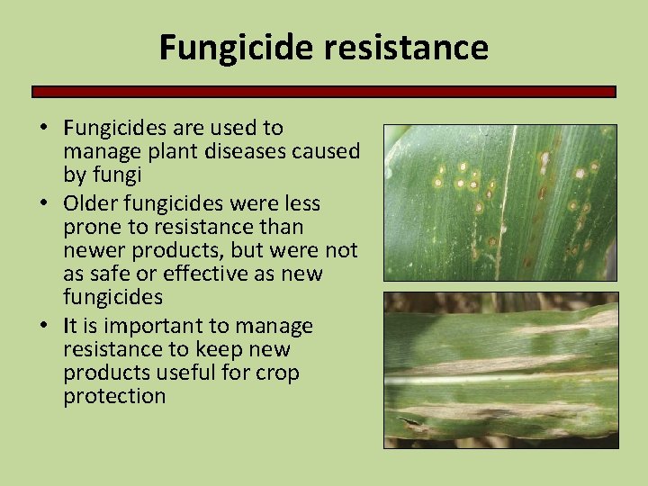 Fungicide resistance • Fungicides are used to manage plant diseases caused by fungi •