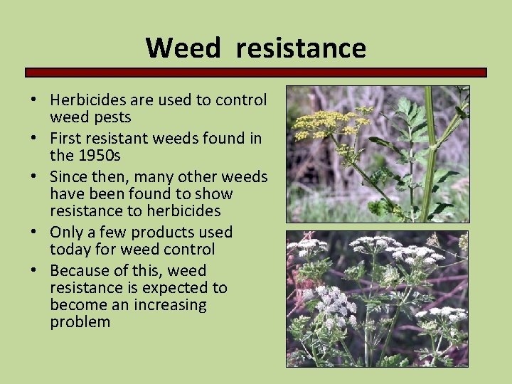 Weed resistance • Herbicides are used to control weed pests • First resistant weeds