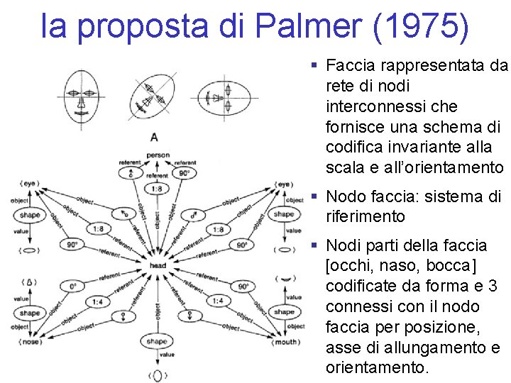 la proposta di Palmer (1975) § Faccia rappresentata da rete di nodi interconnessi che