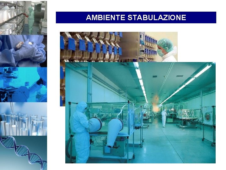 AMBIENTE STABULAZIONE 