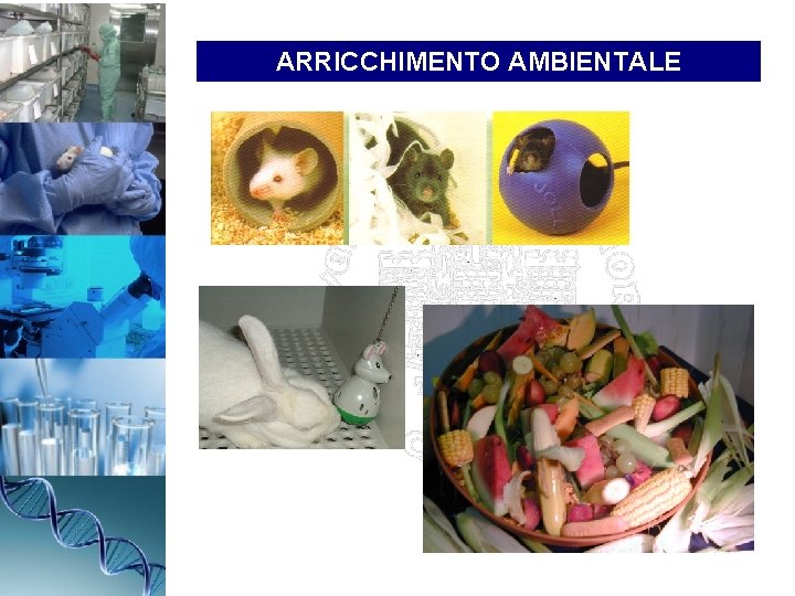 ARRICCHIMENTO AMBIENTALE 