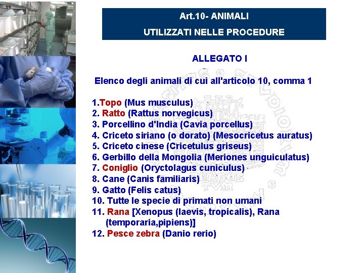 Art. 10 - ANIMALI UTILIZZATI NELLE PROCEDURE ALLEGATO I Elenco degli animali di cui