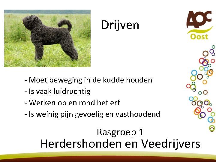 Drijven - Moet beweging in de kudde houden - Is vaak luidruchtig - Werken