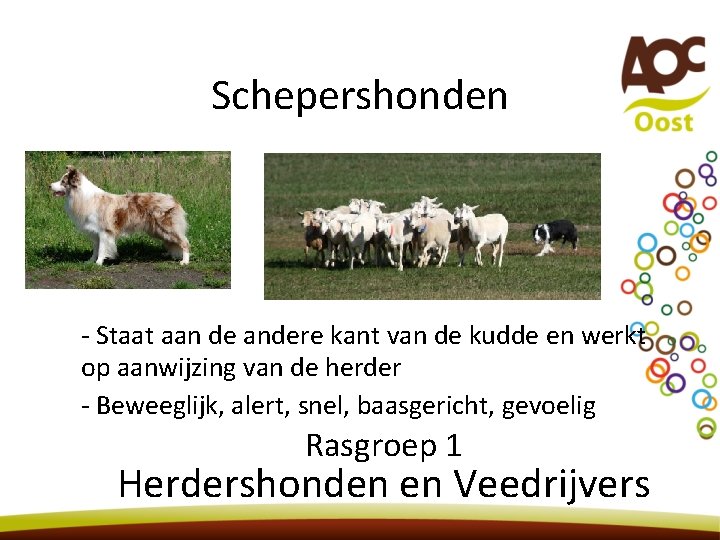 Schepershonden - Staat aan de andere kant van de kudde en werkt op aanwijzing